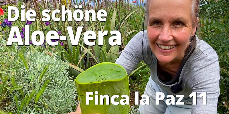 Eine wunderbare Pflanze, diese Aloe Vera. Schön anzusehen und eine Freude für die Pflege der Haut. Eylin erzählt, worauf Du bei der Anwendung achten solltest.